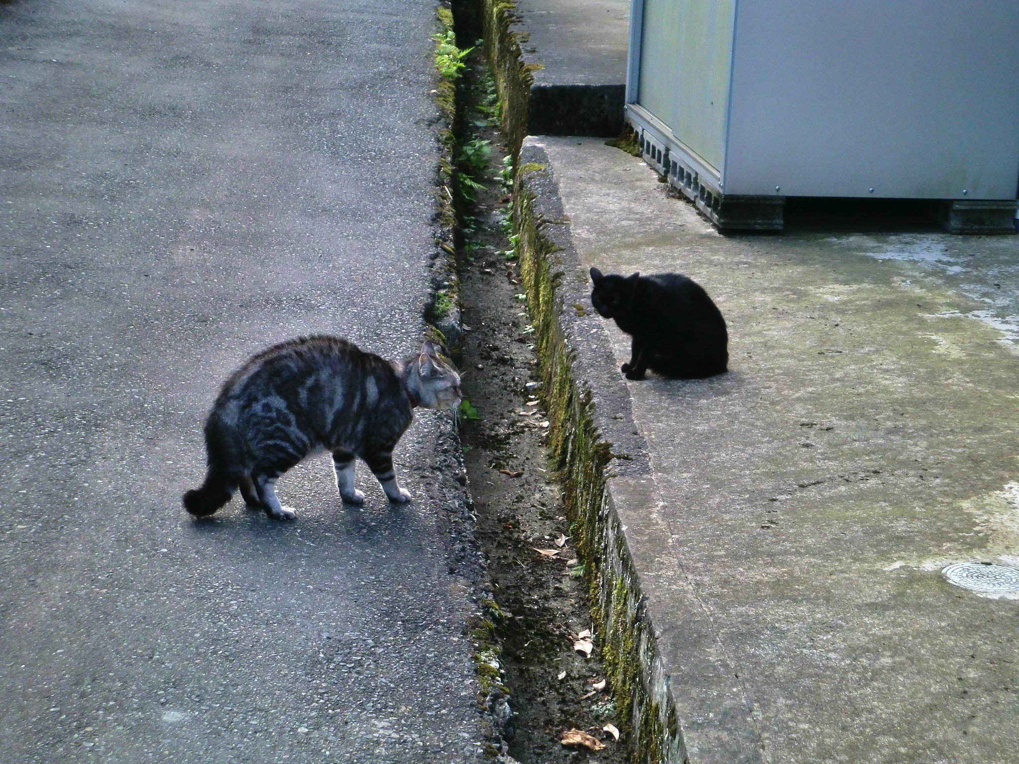 【猫】にらめっこ