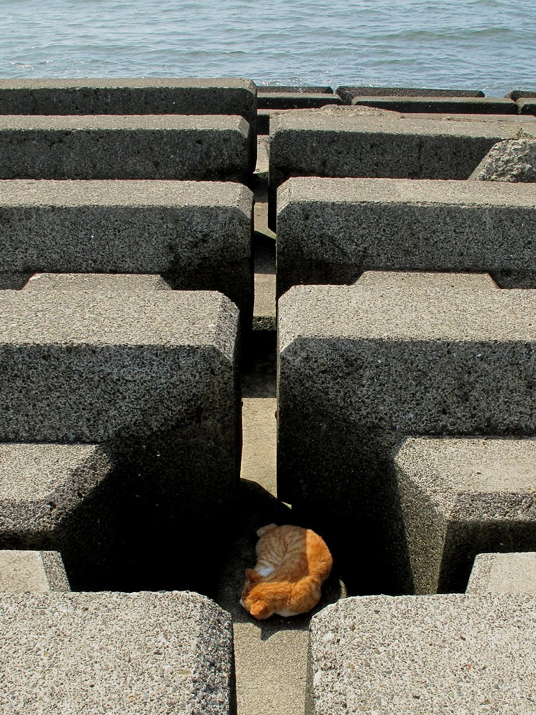 [猫]夏場のお昼ね