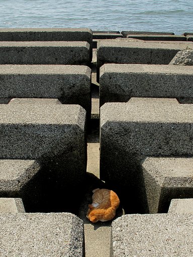 [猫]夏場のお昼ね
