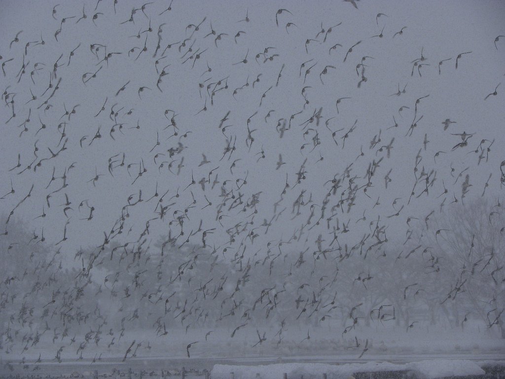 カモが飛ぶ