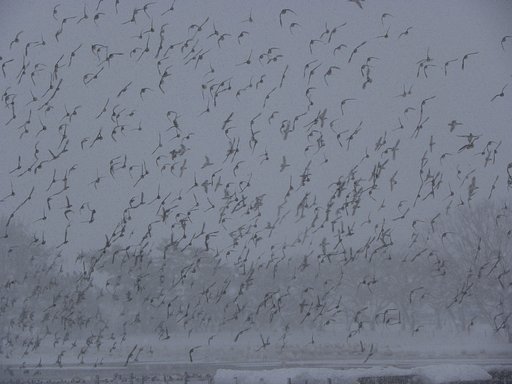 カモが飛ぶ