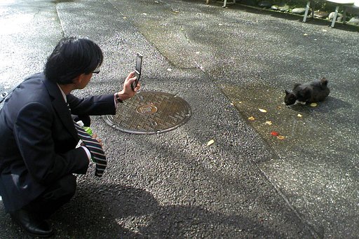 【猫】微妙な距離