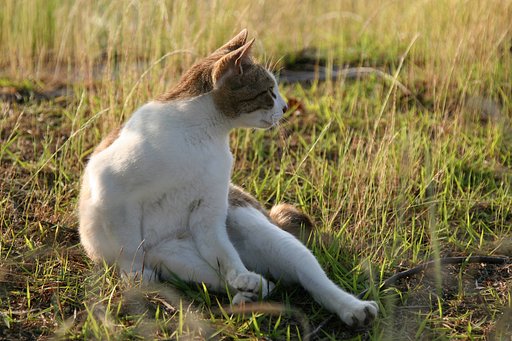 【猫】視線の先は？