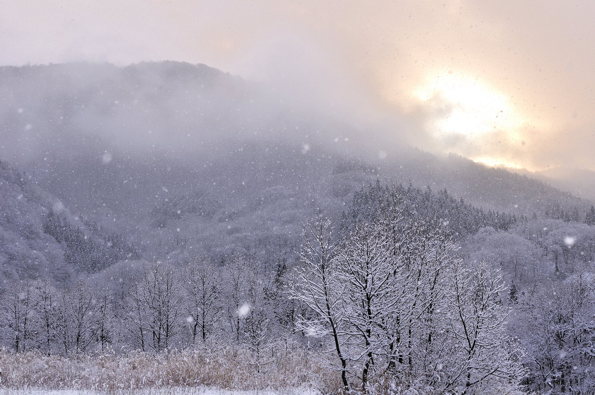 雪の朝