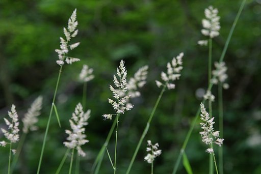雑草の穂