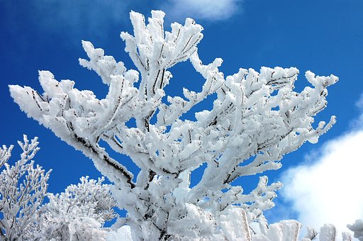 樹氷その２