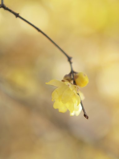 ほのかに春の香り