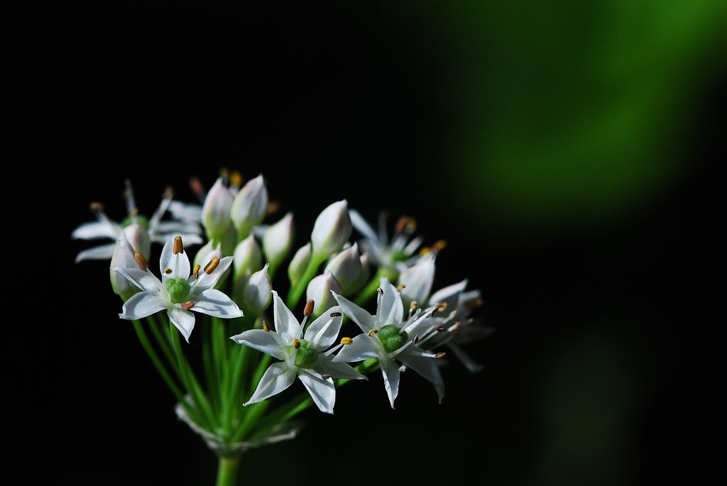 私も花