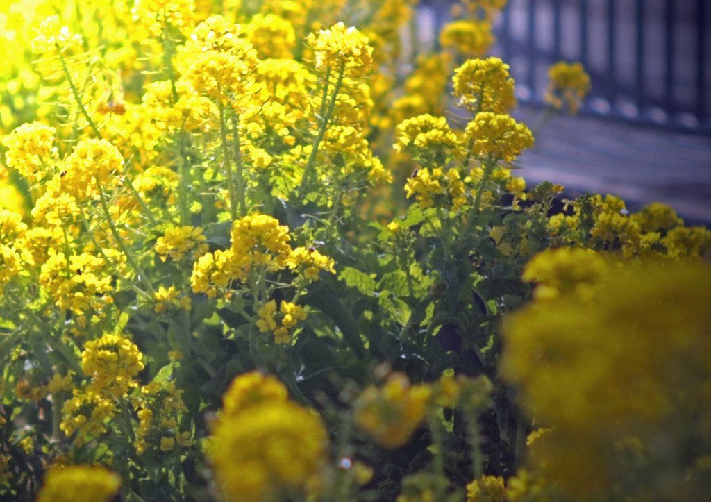 菜の花