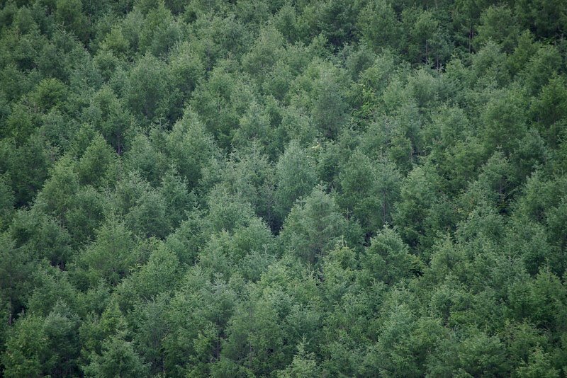 DA50-200mmのビネット例