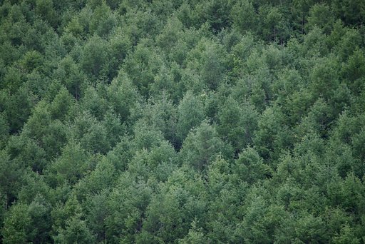 DA50-200mmのビネット例