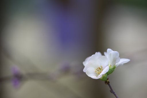 春一輪