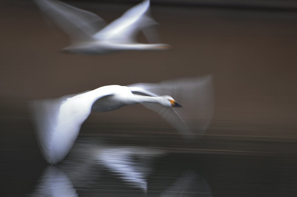 白鳥