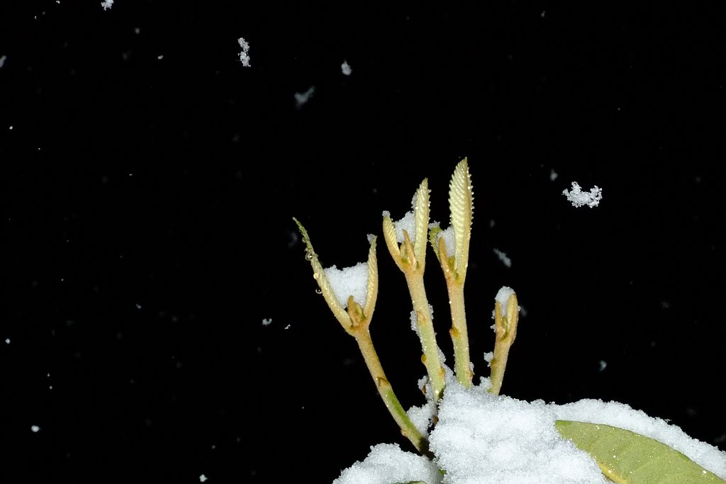 一片の雪・・・