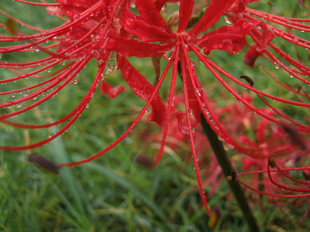 雨の彼岸花