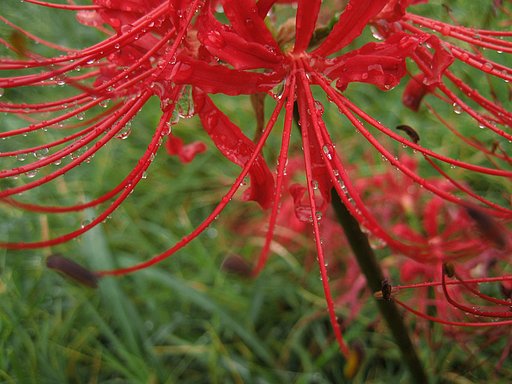 雨の彼岸花