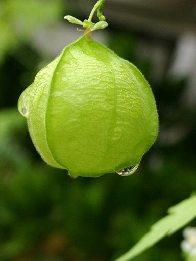 【水】雨の雫