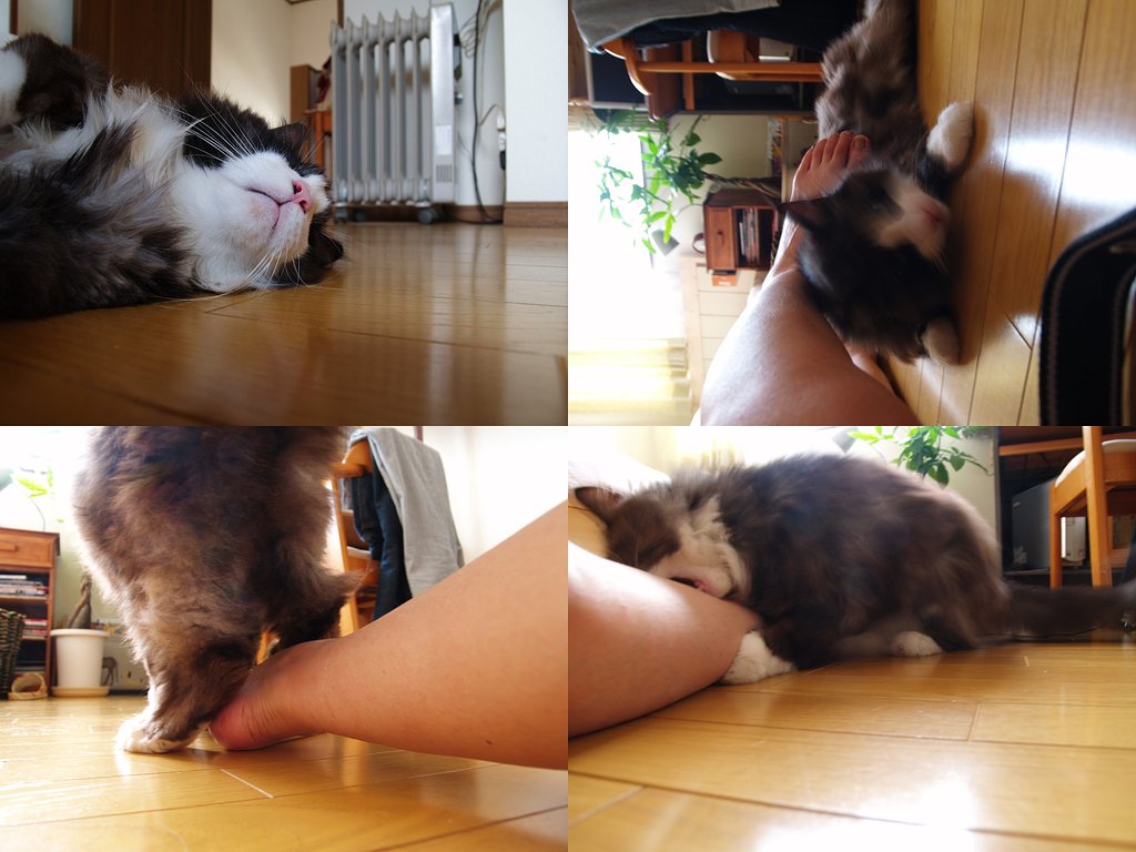 【夏】のけだるい午後、猫とじゃれる
