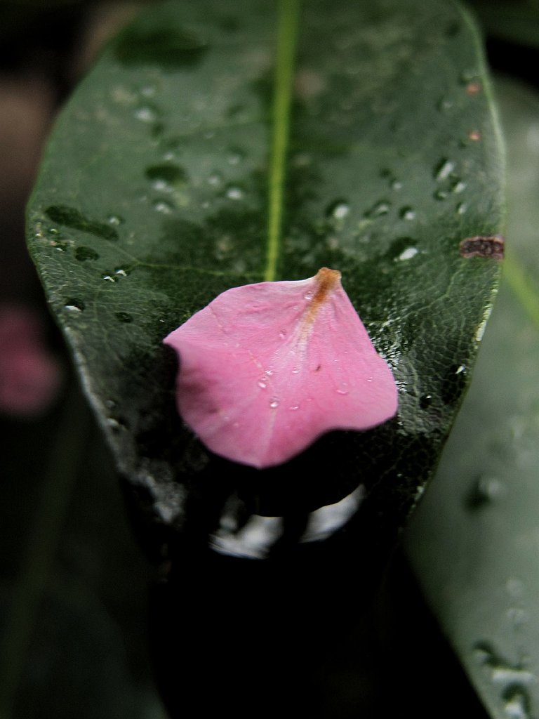葉と花びら