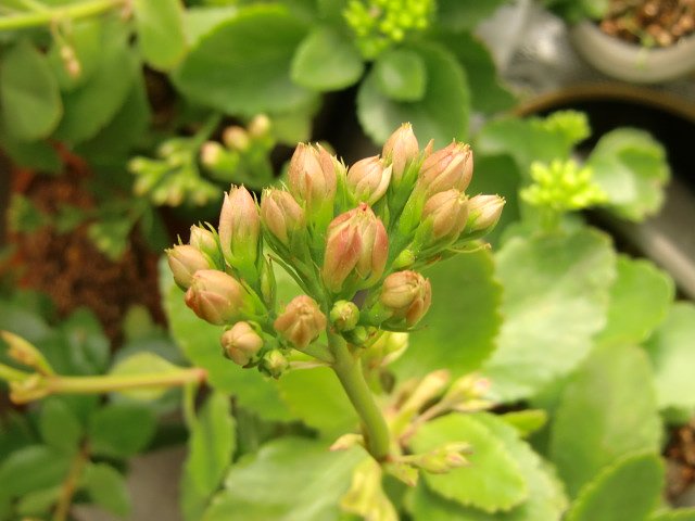 すこし膨らんできました。