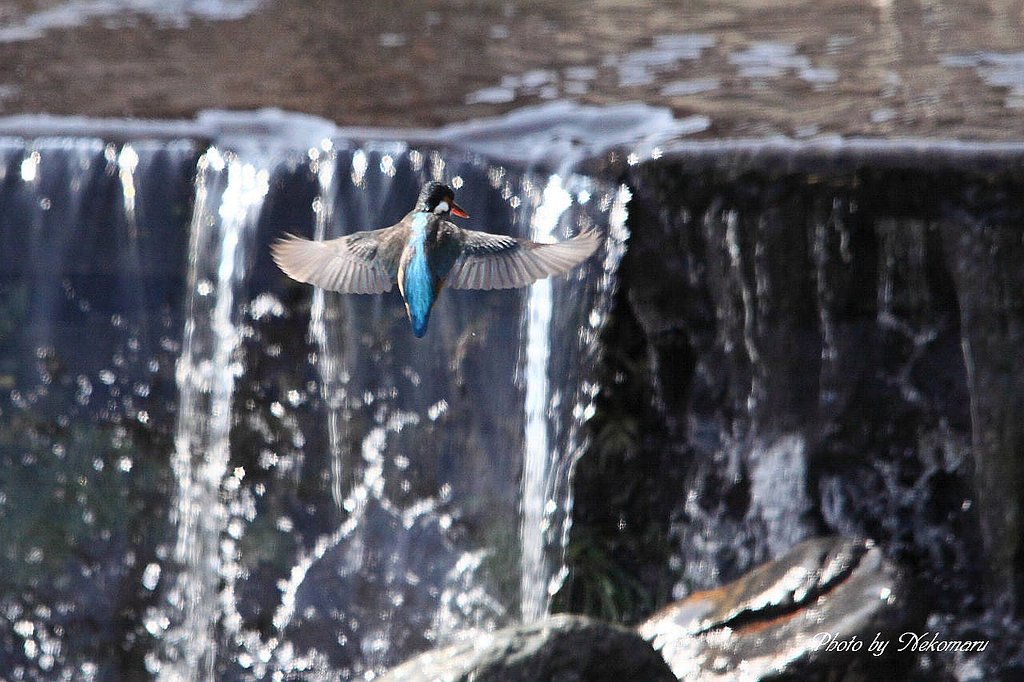 ホバリング・・翡翠