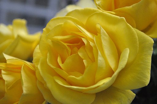 薔薇ょ！