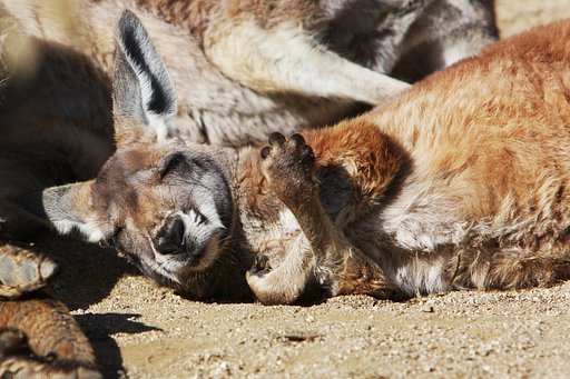 【やすらぎ】のカンガルー