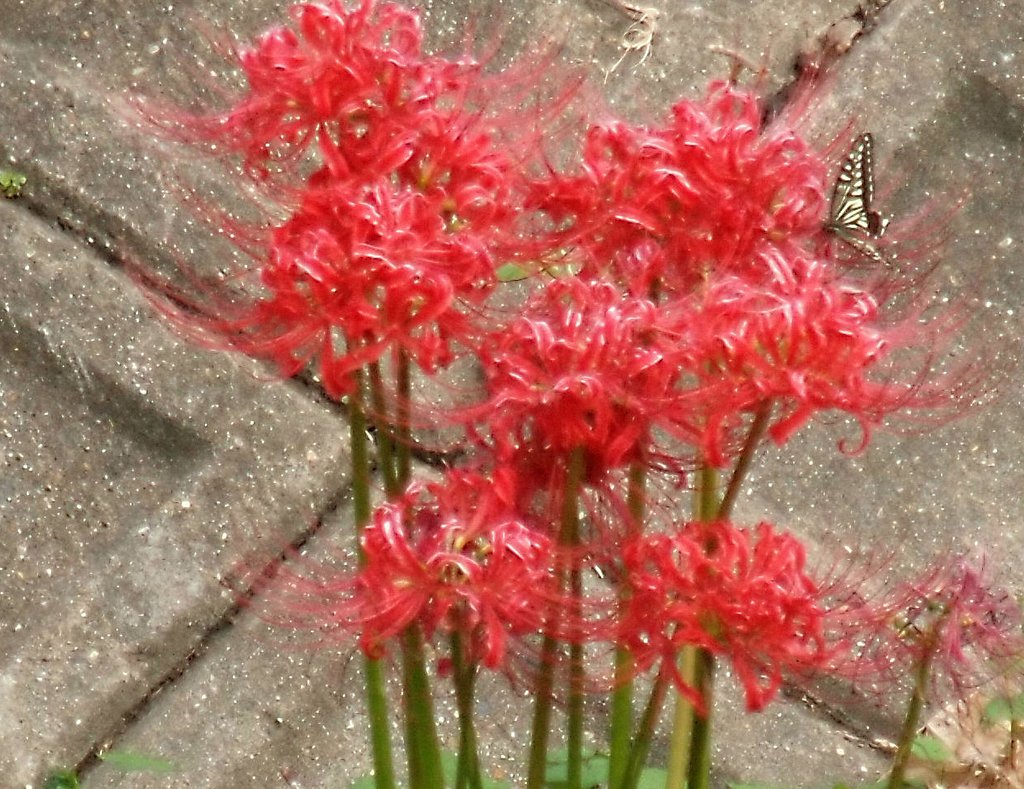 彼岸花