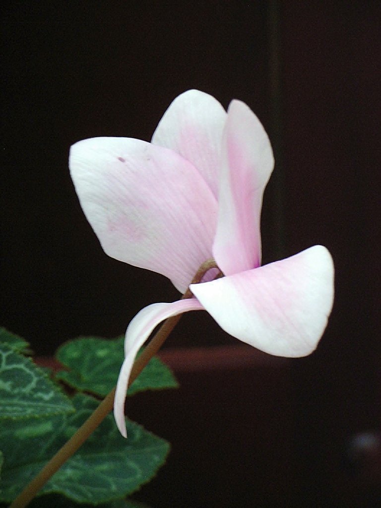 部屋育ち