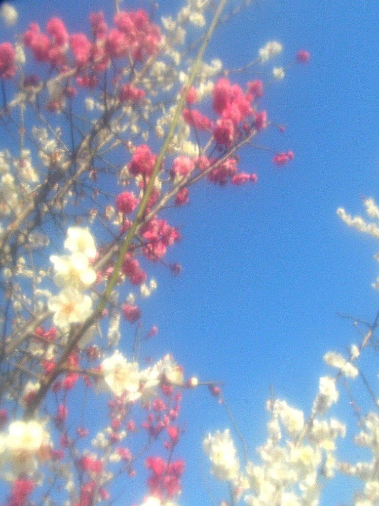 見納めの梅