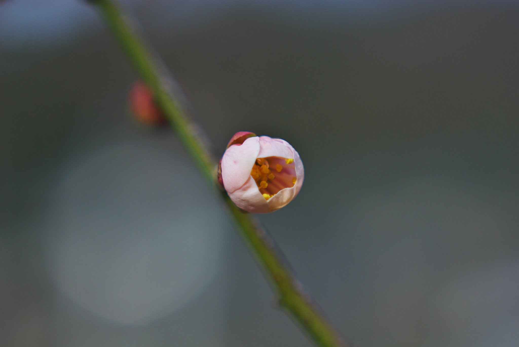 開きかけ紅梅蕾