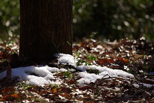 つかの間の雪