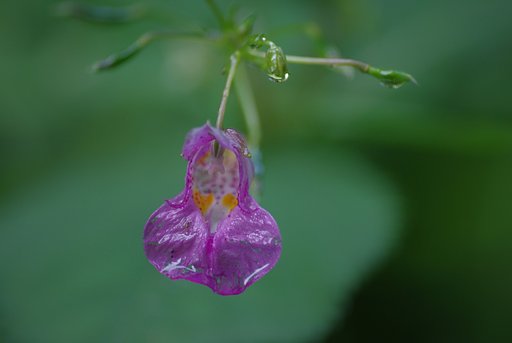 露草？