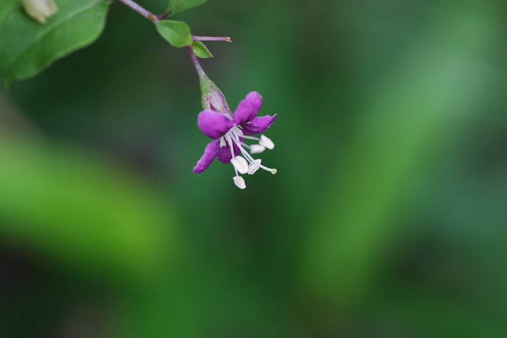 クコ（枸杞）の花