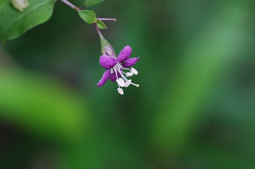 クコ（枸杞）の花