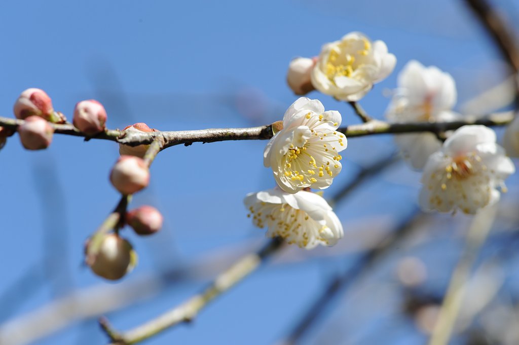 梅、開花
