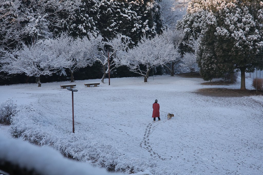 雪の朝