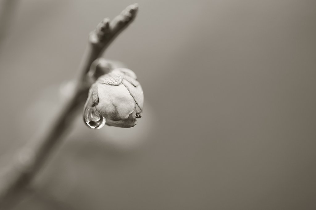 蕾