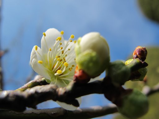 初開花