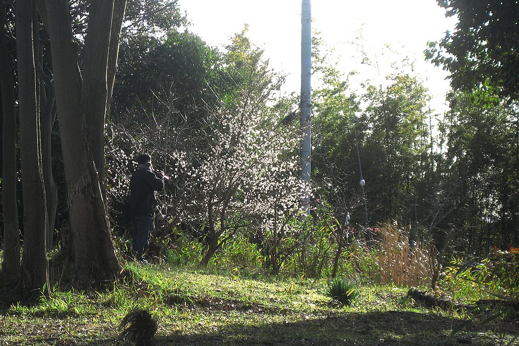 【やすらぎ】光に遊ぶ
