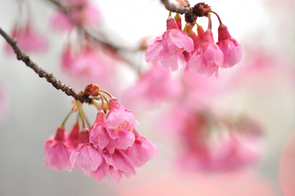 東京の桜
