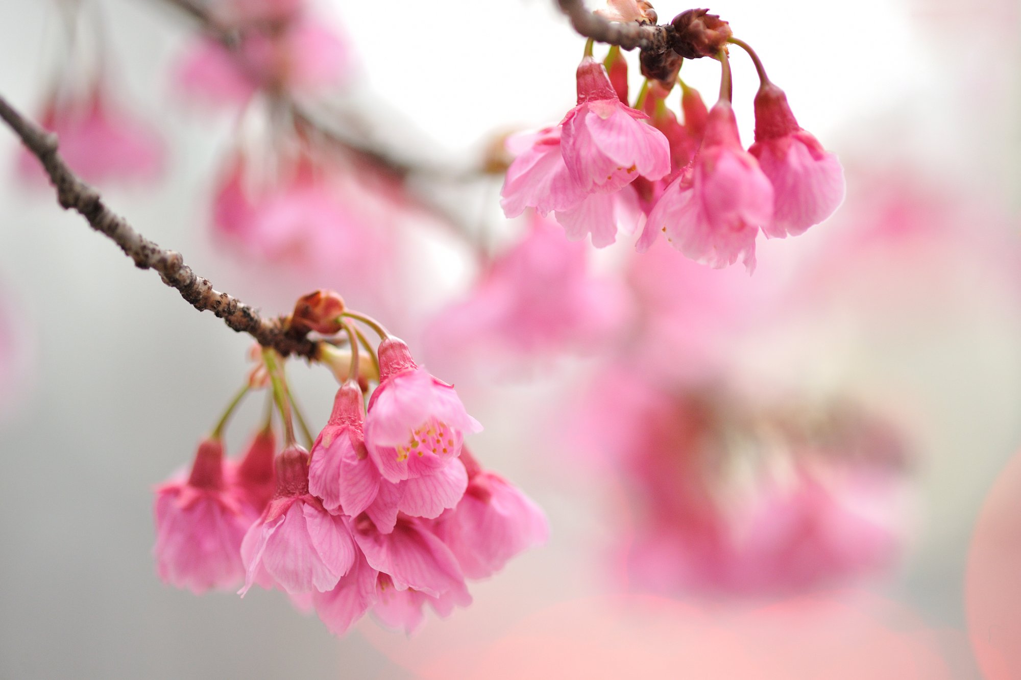 東京の桜
