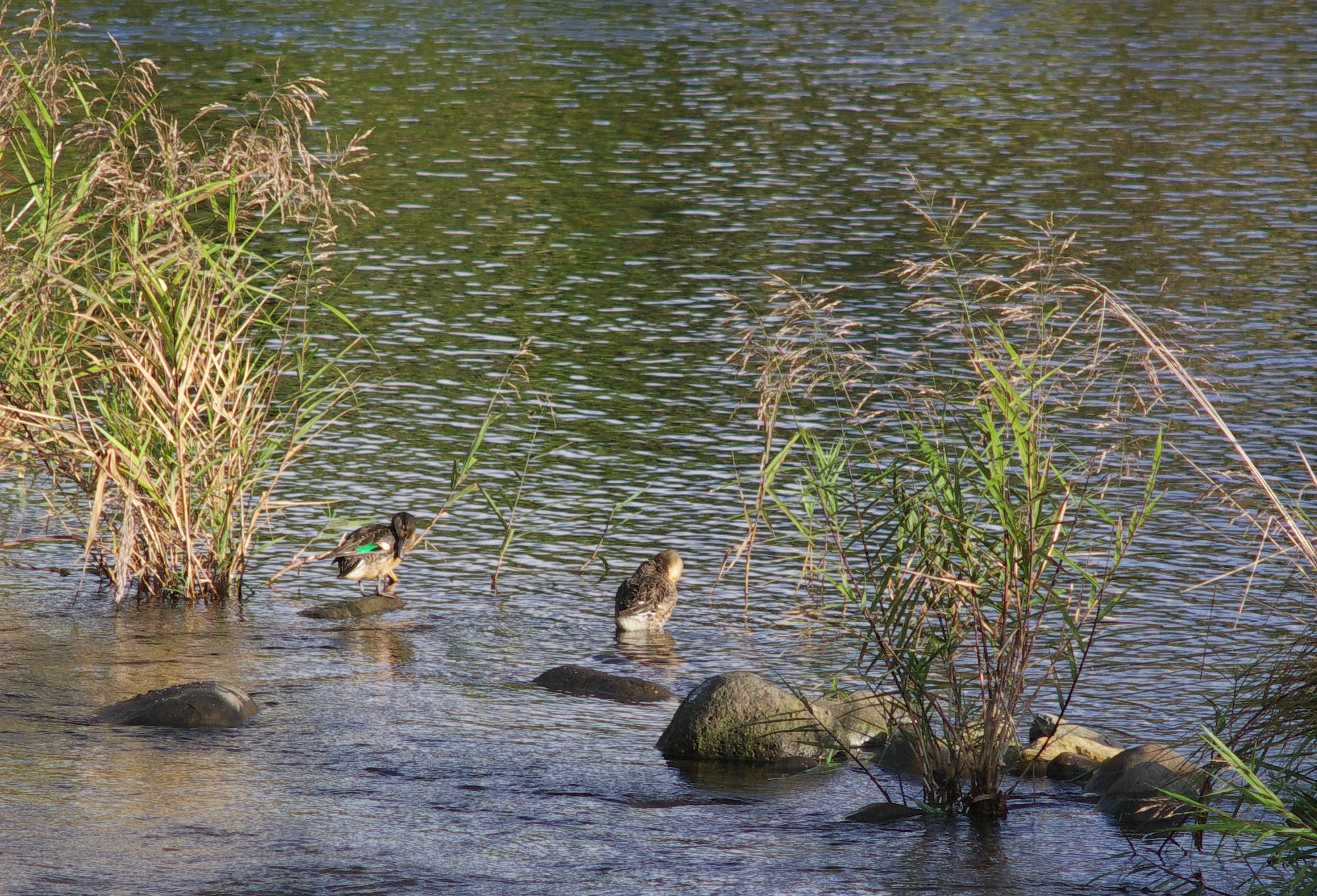 冬鳥が渡ってき始めた!