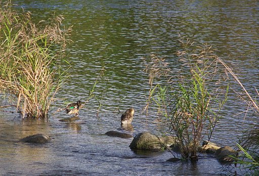 冬鳥が渡ってき始めた!