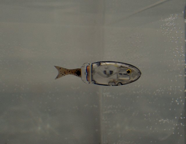 燃料電池で泳ぐ魚ロボット