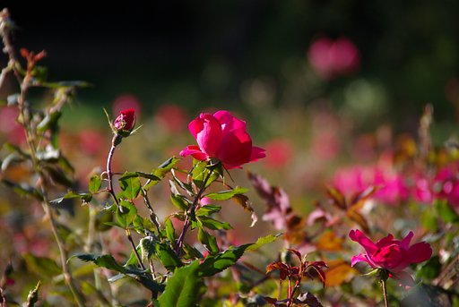 ブルックリンの薔薇