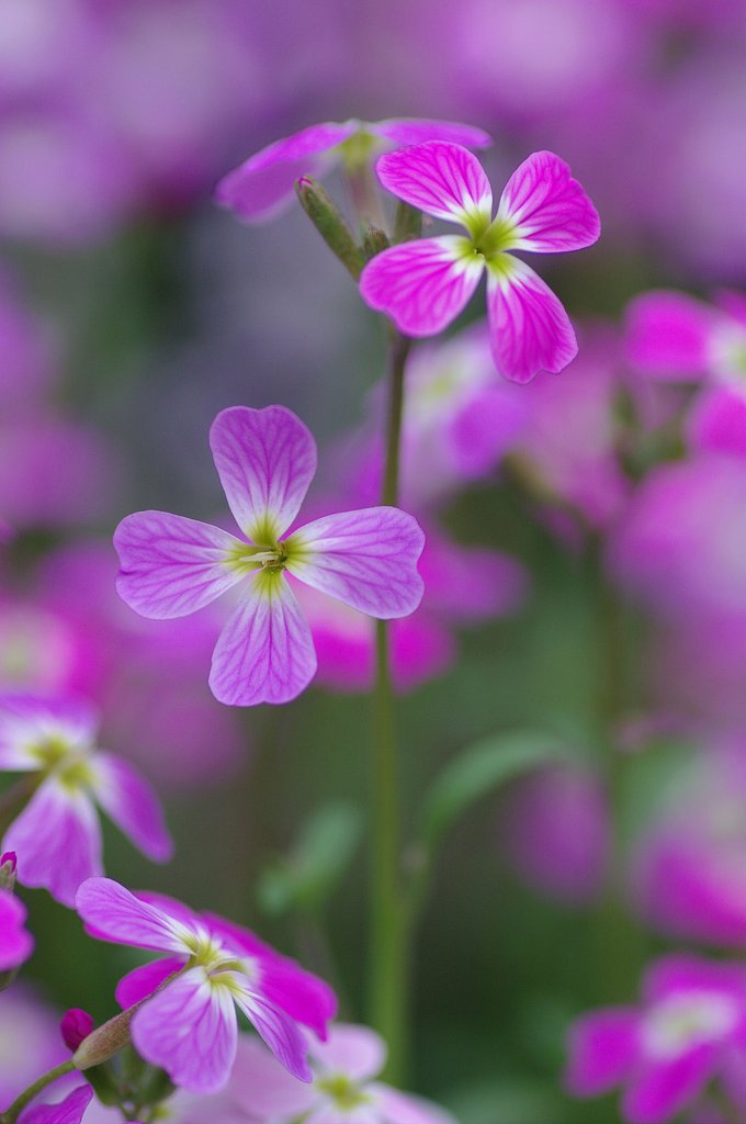 花の名前は