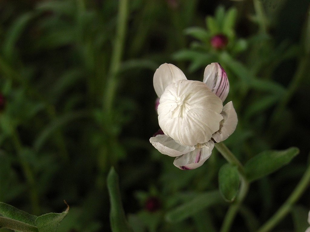花かんざし