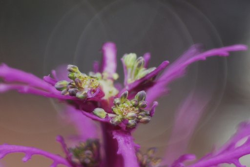 ZOOMAR MUENCHEN MACRO-KILAR 1:2.8/90