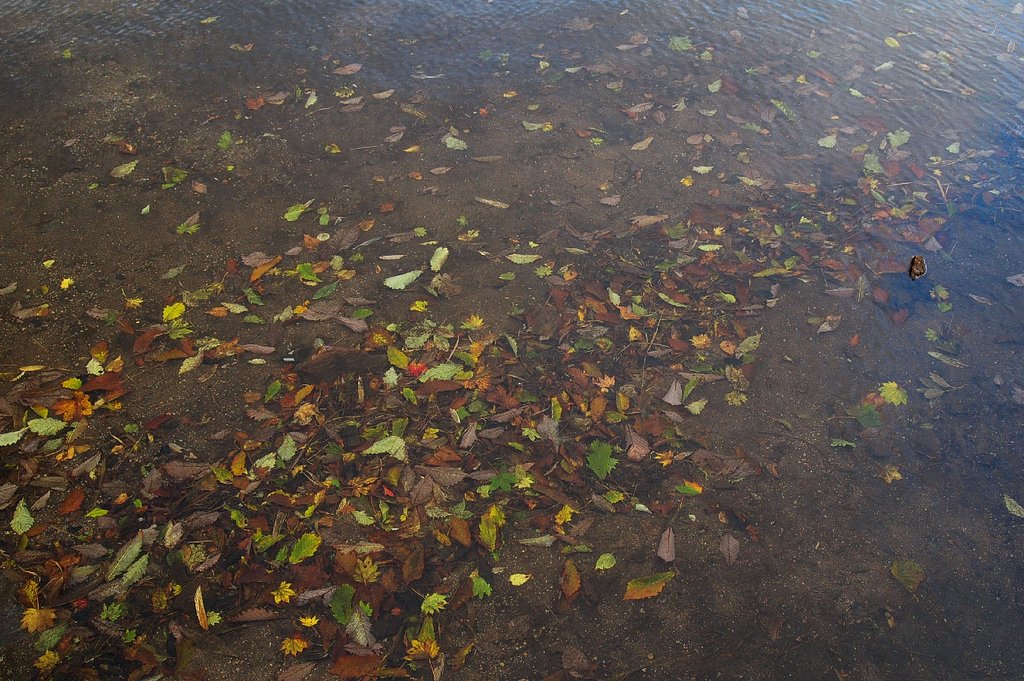 水中の紅葉　